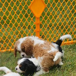 Afghan Hound and Cavalier King Charles Spaniel Puppies from Lenore's Afghan Hounds