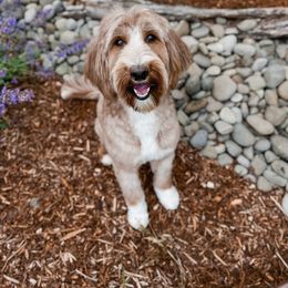 Penny - Goldendoodle
