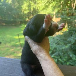 Black mantle velvet - Black and white female Great Dane puppy in Greenville, South Carolina from Allen’s Ridge Ranch