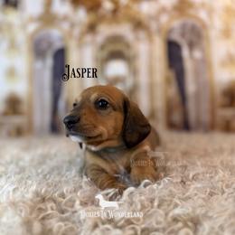 Jasper - Red male Dachshund puppy in Rainier, Oregon from Doxies in Wonderland