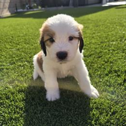 Girl 4 - female Saint Berdoodle puppy in Menifee, California from Royal Saint Bernards
