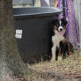 Miniature Australian Shepherd and Toy Australian Shepherd Puppies from Caprock Mini & Toy Aussies