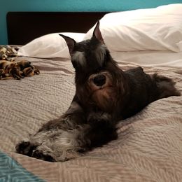 Miniature Schnauzer Puppies from Starbound Miniture Schnauzer's