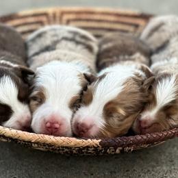 Toy Australian Shepherds from C&W Toy Aussies & Poodles