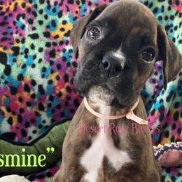 Jasmine - Boxer puppy in Tucson, Arizona from Desert Rose Boxers