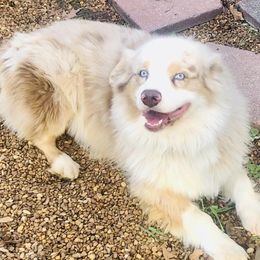 Australian Shepherds from Molly and Me Aussies