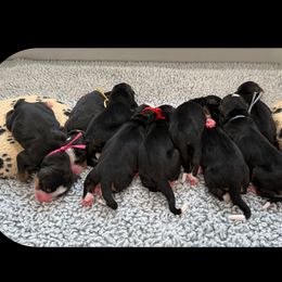 Girl 3 - Tri-color female Bernese Mountain Dog puppy in Gardner, Kansas from Faith and Family Farm