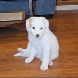 Frisky - White and gold female Border Collie puppy in Piedmont, South Carolina from Soaring Borders Border Collies