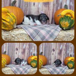Pumpkin - Parti female Goldendoodle puppy in Grabill, Indiana from Rose's Doodles