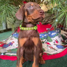 Green collar red female - Red and rust female Doberman Pinscher puppy in Houston, Texas from Draggin Dobermans & Great Danes