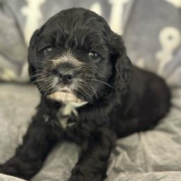 Pink - Black and white female Cocker Spaniel puppy in Hayward, California from Villa Coco