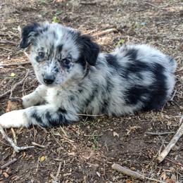Australian Shepherd Puppies from Southern Boy Blues Aussies