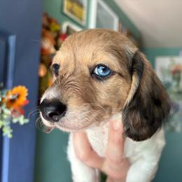 Sadie - Dapple female Dachshund puppy in Jacksonville, North Carolina from Lizzie’s Doxies
