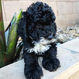 Buzz - Black male Goldendoodle puppy in Peoria,  Az, Arizona from Not Just "Golden" Doodles