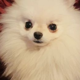Boston Terriers and Pomeranians from Mosaic Poms Too