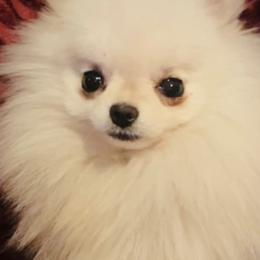 Boston Terriers and Pomeranians from Mosaic Poms Too