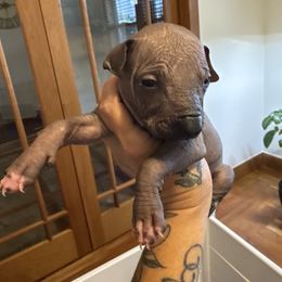 Girl 5 - Slate female Xoloitzcuintli puppy in Payson, Utah from Jodi Zobell's Xoloitzcuintli