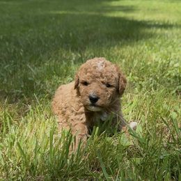 Willy - Red  male Poodle puppy in New Milford, Pennsylvania from Cross's Poodle Puppies