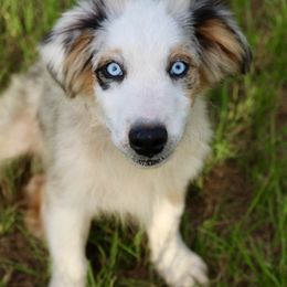 Willie - Blue merle male Australian Shepherd puppy in Eustace, Texas from PCG Farms