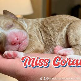 Coral - Phantom female Goldendoodle puppy in Great Falls, Montana from AnneLuna Goldendoodles