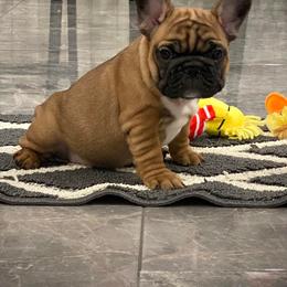 Bulldog and French Bulldog Puppies from Kansas Grand St English & French Bulldogs