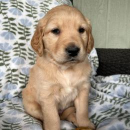 Brown Collar - Male 1 - Golden male Golden Retriever puppy in Bonanza, Oregon from Gold 'N Dust Ranch