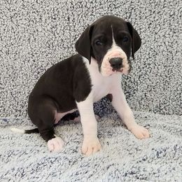 Lucy - Mantle Great Dane puppy in Cleburne, Texas from Nick and Megan's Danes