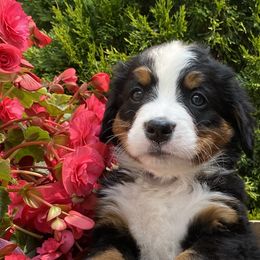 Bernese Mountain Dog Puppies from A little bit of heaven