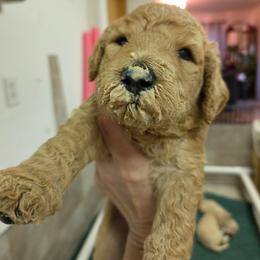 Charlie (Arlo) - Apricot male Goldendoodle puppy in Vinton, Iowa from Doodles to Love