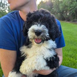 Bernedoodle puppies from Draper Mountain Doodles