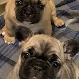 French Bulldogs from Jens Frenchie’s