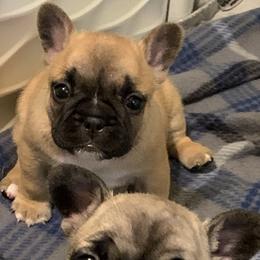 French Bulldogs from Jens Frenchie’s