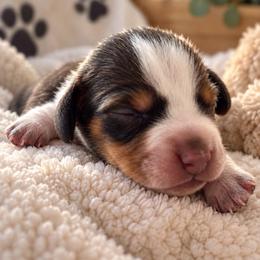Theo - Piebald male Dachshund puppy in Mesa, Arizona from Dach Army LLC