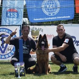 Sparta - German Shepherd