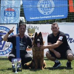 Sparta - German Shepherd