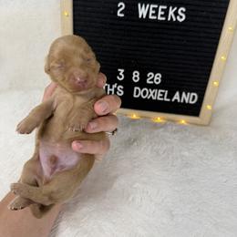 Dom - Cream male Dachshund puppy in Dickinson, Texas from Beth’s Doxieland