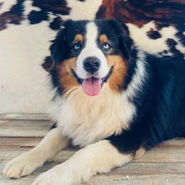 Clayton - Australian Shepherd