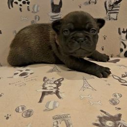 French Bulldog Puppies from A&D Frenchies
