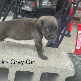Black - Gray female Cane Corso puppy in Laplace, Louisiana from BFM Cane Corso’s