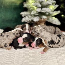 Australian Mountain Doodle puppies from Blue Skye Doodles