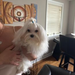 Boy 1 - White male Maltese puppy in Chicago, Illinois from Leona's Maltese