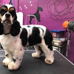 Payton - Cocker Spaniel