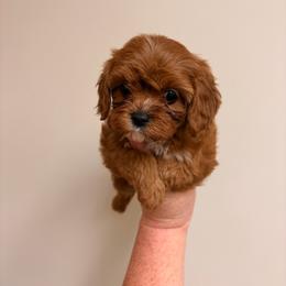 Star - Red female Cavapoo puppy in Hickory, North Carolina from Homegrown Spaniels