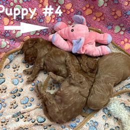 Goldendoodle Puppies from Miss Cindy’s Doodles