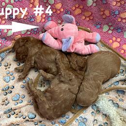 Goldendoodle Puppies from Miss Cindy’s Doodles