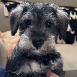 Sage - Black and silver female Miniature Schnauzer puppy in Akeley, Minnesota from Great Northern Schnauzers