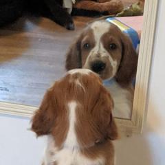Welsh Springer Spaniel Puppies from Juniper Welsh Springer Spaniels