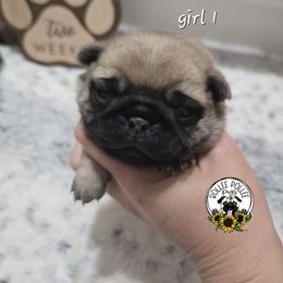 Girl 1 - Fawn female Pug puppy in Keysville, Georgia from Rollee Pollee Pugs