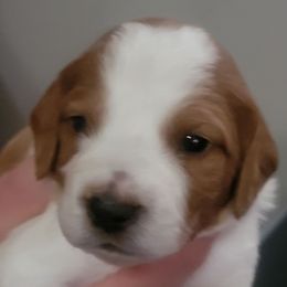 Boy 2 - Orange and white male French Brittany puppy in New Florence, Pennsylvania from Laurel Furnace Bretons