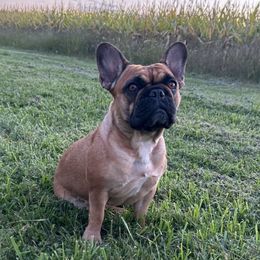 Winnie - French Bulldog